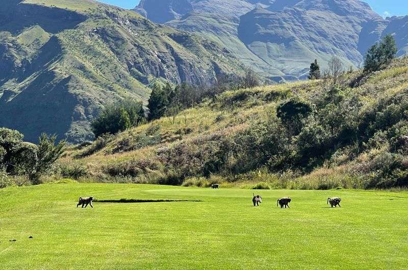 Baboons at the Baboon Rock in Drakensberg, South Africa