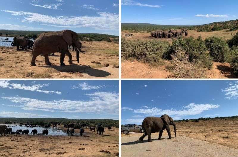 Addo Elephant Park on Garden Route, South Africa