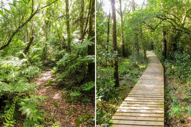 Elephant walk in Knysna Forest, Knysna adventure activities, South Africa 