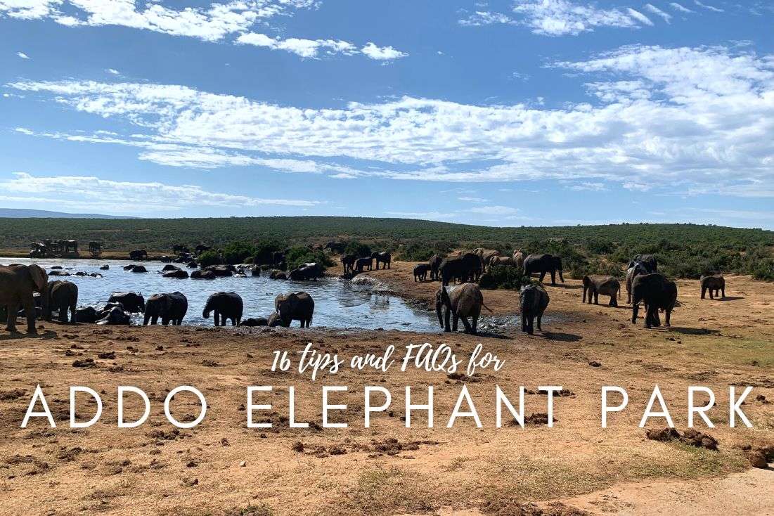 16 Tips and FAQs for a Addo Elephant Park Self-Drive Day Visit