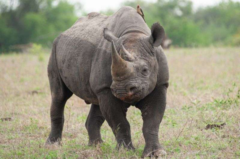 A rhino in Addo Elephant Park, South Africa