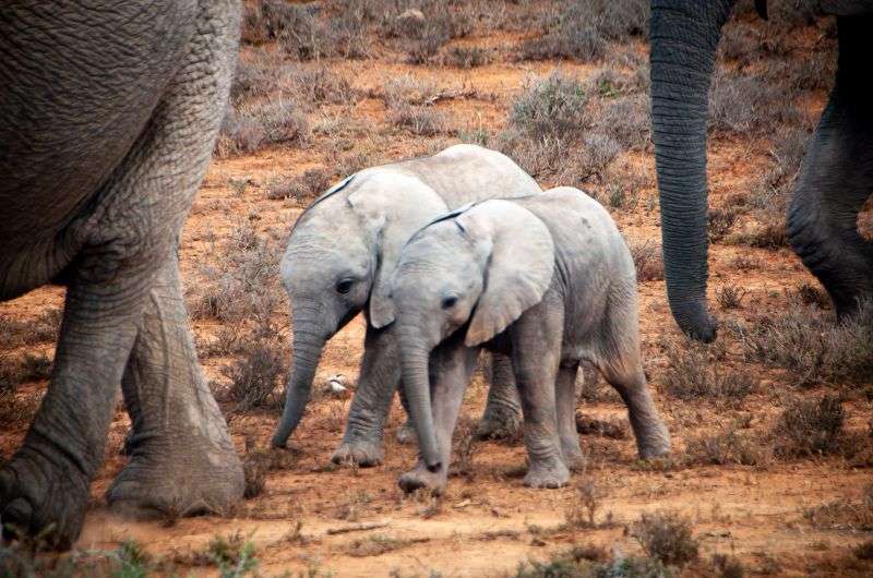 Elephants in Addo Elephant Park, South Africa