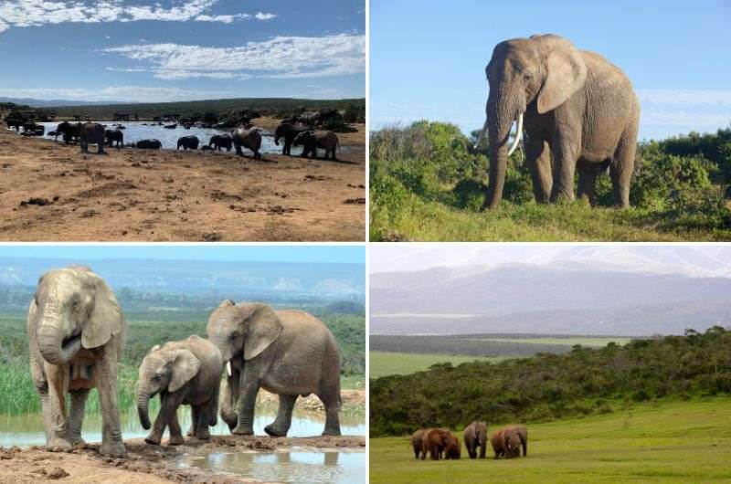 Elephants in Addo Elephant Park, South Africa