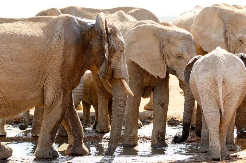 Elephants in Addo National Park on Garden Route, South Africa