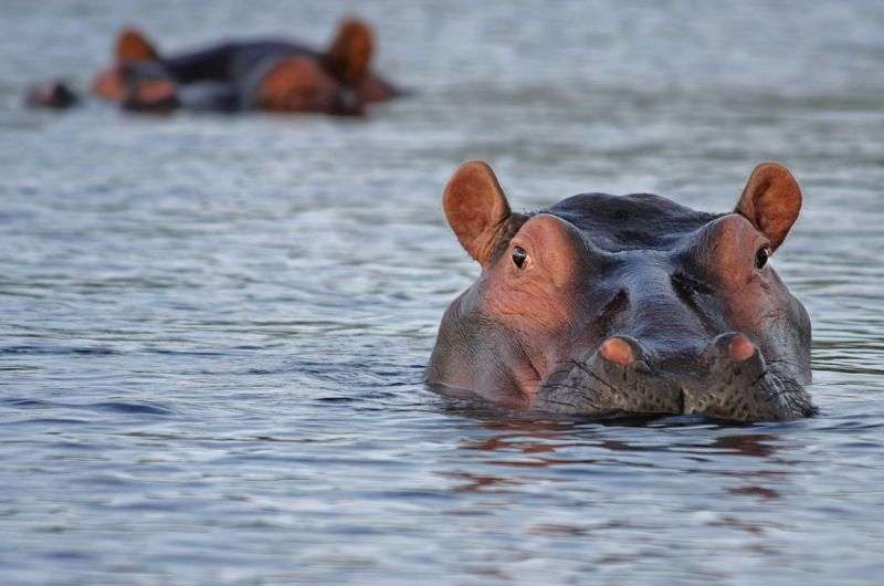 Hippos in Addo Elephant Park, South Africa