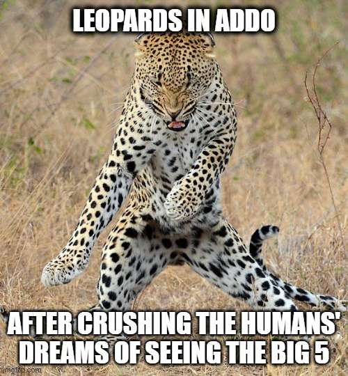 Meme about leopards in Addo Elephant Park, South Africa