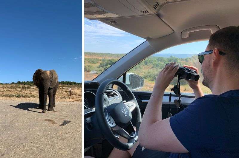 Self-driving around elephants in Addo Elephant Park, South Africa