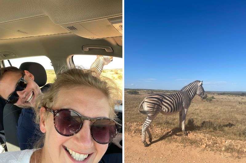 Spotting zebras in Addo Elephant Park, South Africa