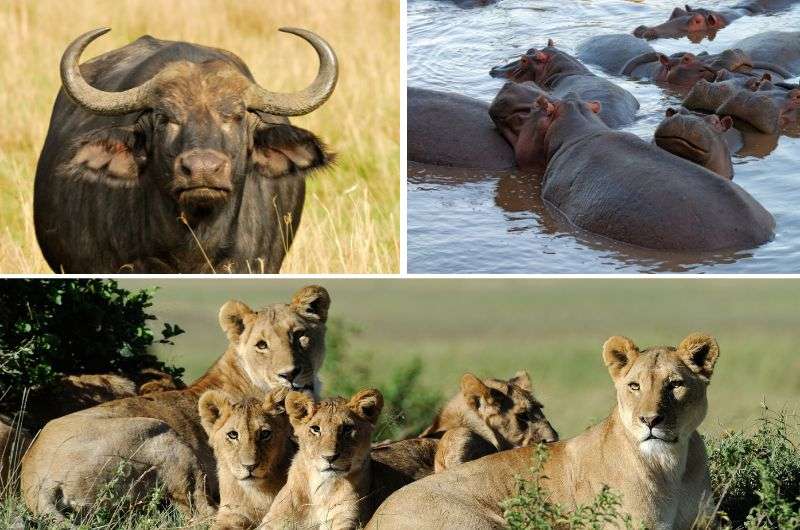 The animals in Addo Elephant Park on Garden Route, South Africa