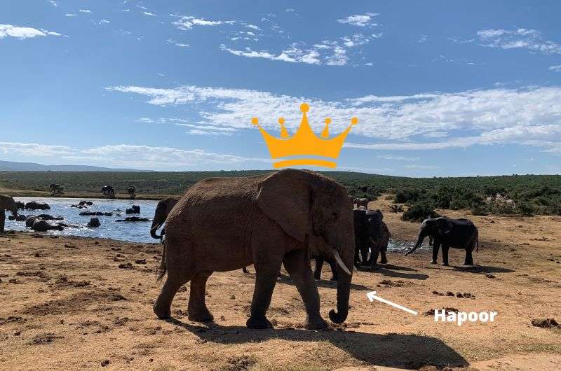 The historical elephant king—Hapoor in Addo, South Africa