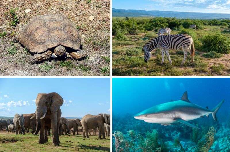 Wildlife in Addo Elephant Park, South Africa