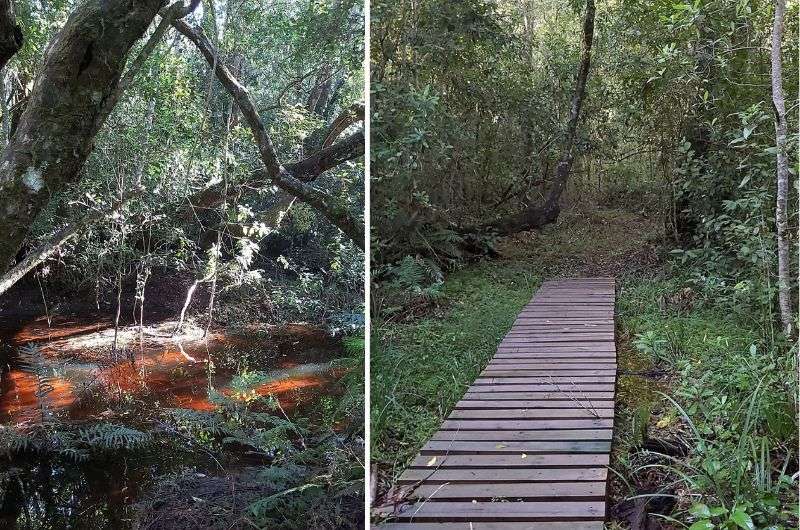 Photos from the Platbos walking trails, river on the left, boarwalk on the right, hiking trails in Garden Route