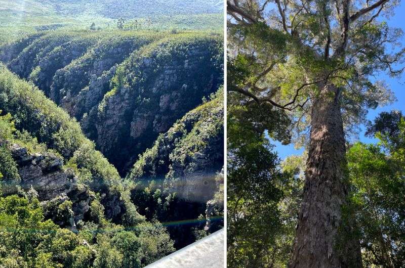 The Big Tree trail on Garden Route, South Africa