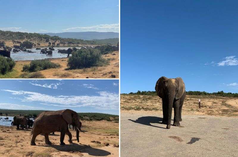 Elephants in Addo Elephant Park, Garden Route, South Africa