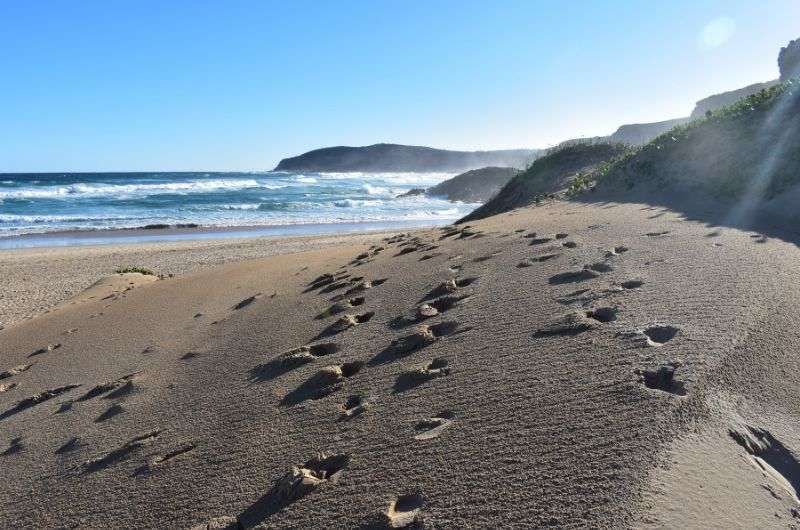 Hiking on the coast along the Garden Route, South Africa