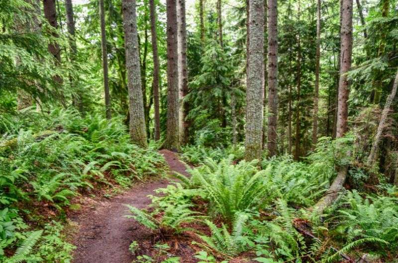 Knysna Forest Trail, Garden Route in South Africa