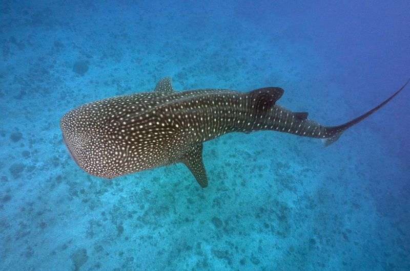 A whale shark in Cancún, Mexico
