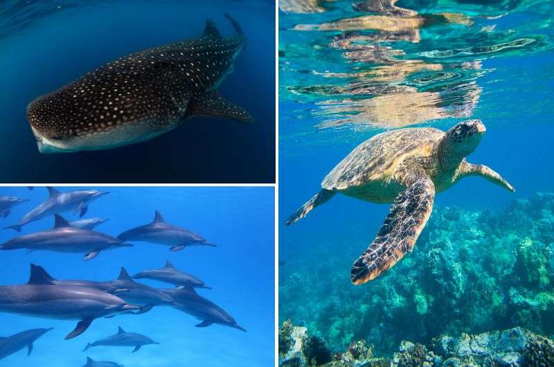 The sea animals in Cancún, Mexico