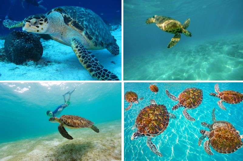 Turtle Driving in Akumal, Mexico