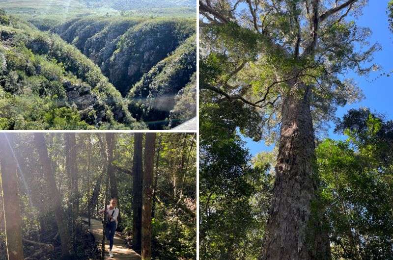 Big Tree Trail on Garden Route, South Africa