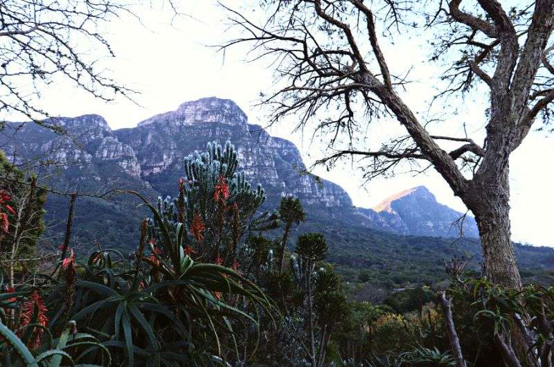 Kirstenbosch National Botanical Garden in Cape Town, South Africa