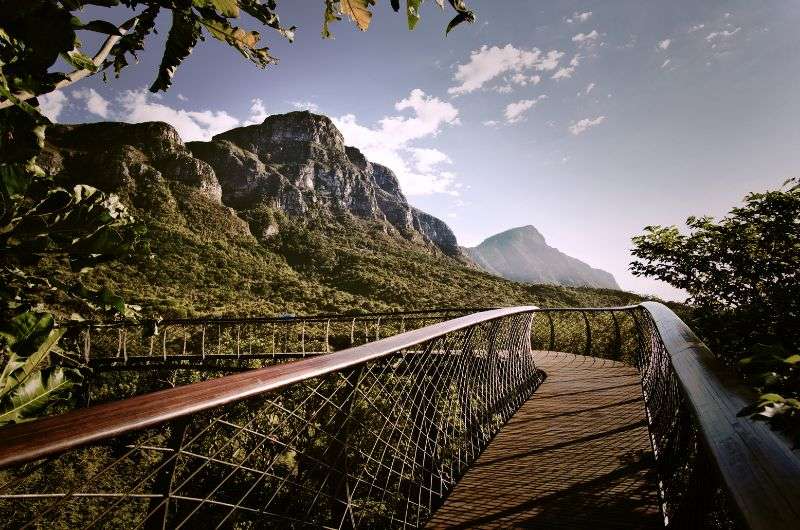 The Bloomslang bridge in Kirstenbosch National Botanical Garden in Cape Town, South Africa