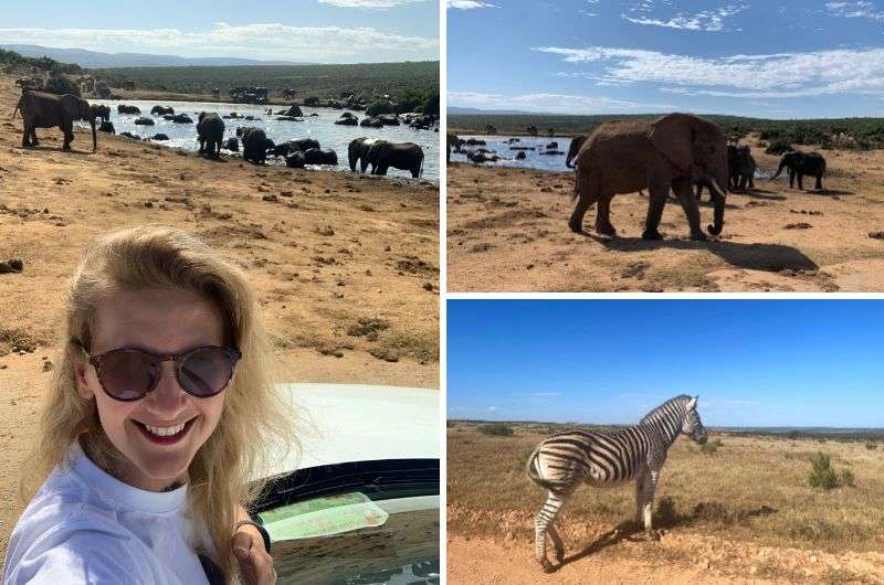 Addo Elephant National Park, Garden Route, South Africa