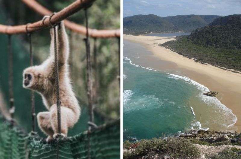 Monkey in a Monkeyland and Salt River lagoon on Garden Route, South Africa