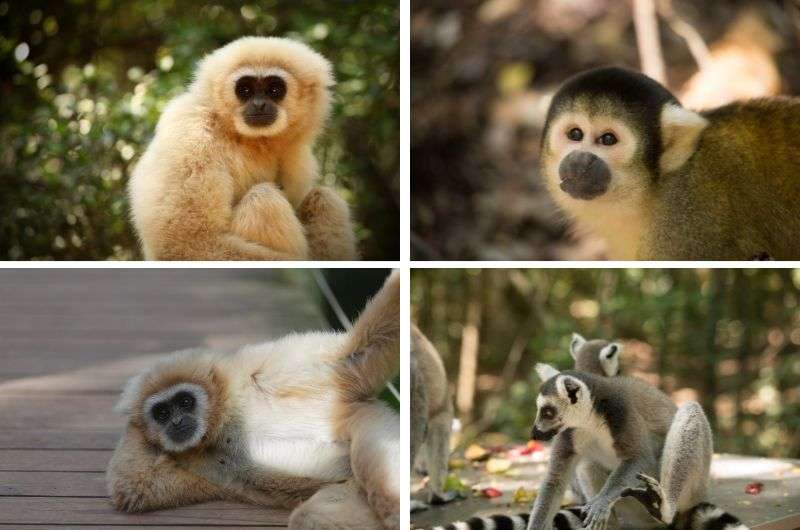 Monkeys in Monkeyland Sanctuary, Garden Route, South Africa