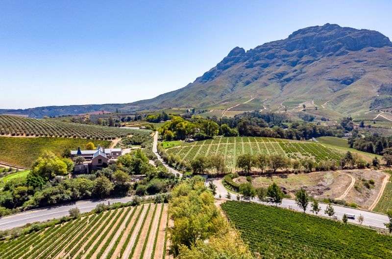 The vineyard in Stellenbosch, South Africa