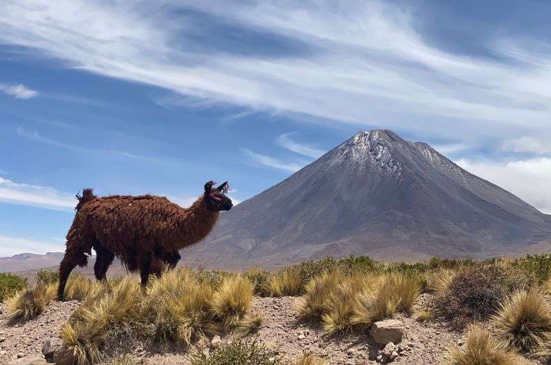 Alpaca in Chile