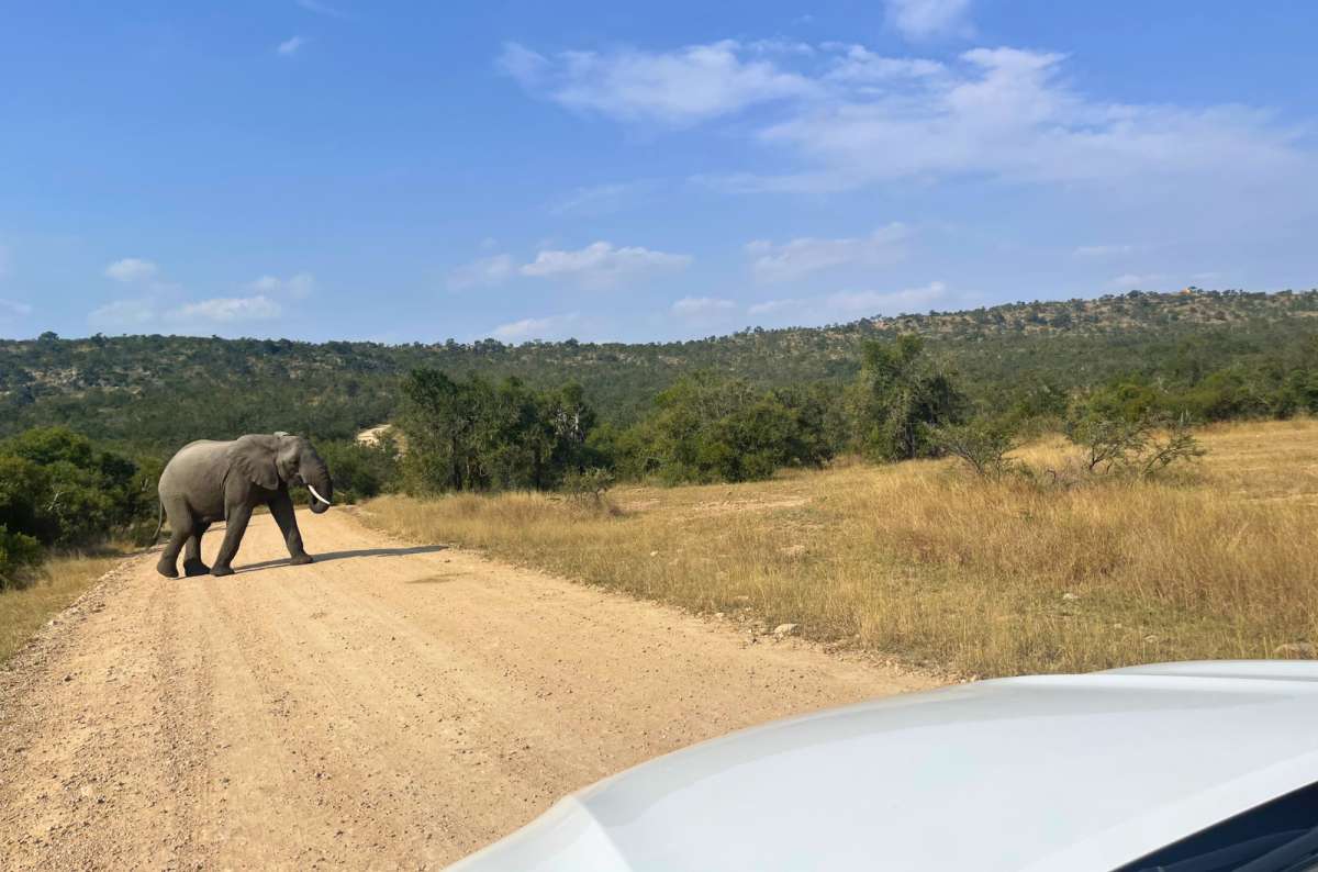 African elephant crossing a dirt road during a self-drive safari in Kruger National Park, South Africa, photo by Next Level of Travel
