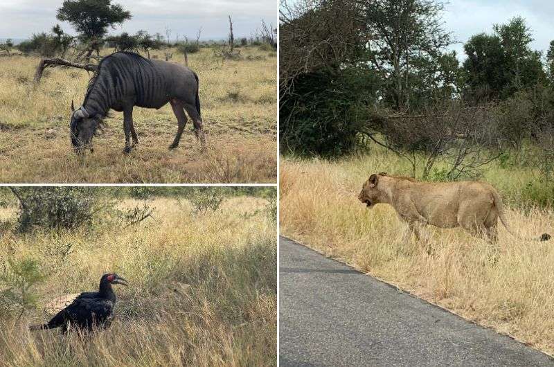 Animals in Kruger National Park, South Africa