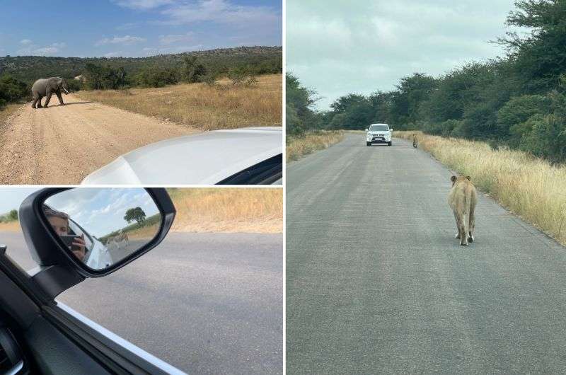 Animals on the road in Kruger National Park, South Africa