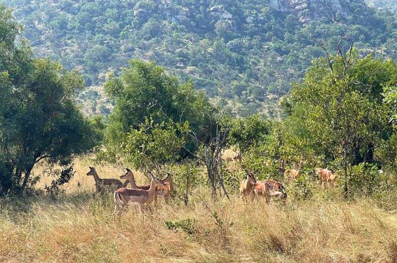 Antelopes in Kruger National Park, South Africa