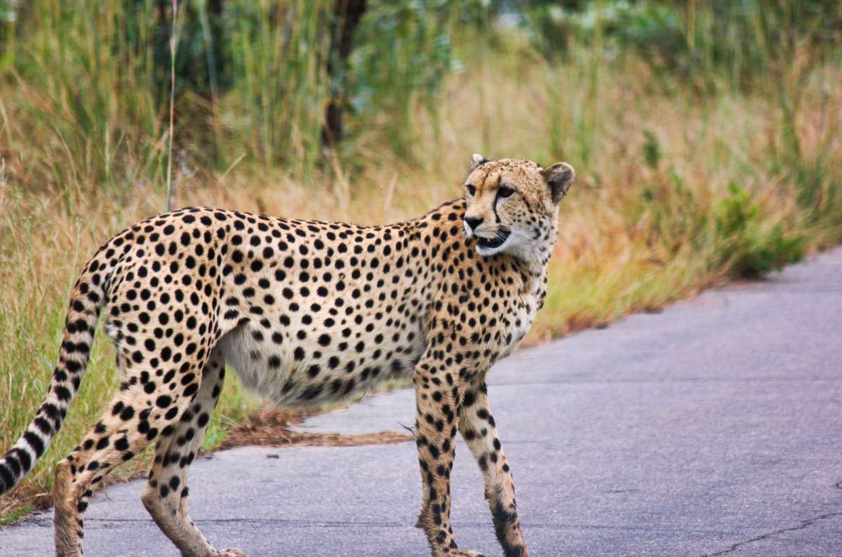 Cheetah crossing a road in Kruger National Park, South Africa