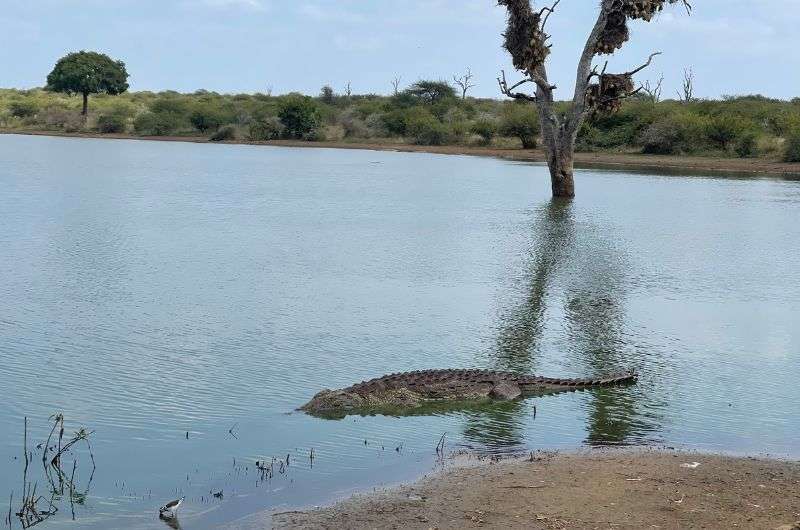 Crocodile in Kruger National Park, South Arica