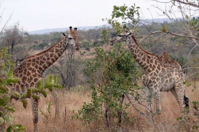 Giraffes in Kruger National Park, South Africa