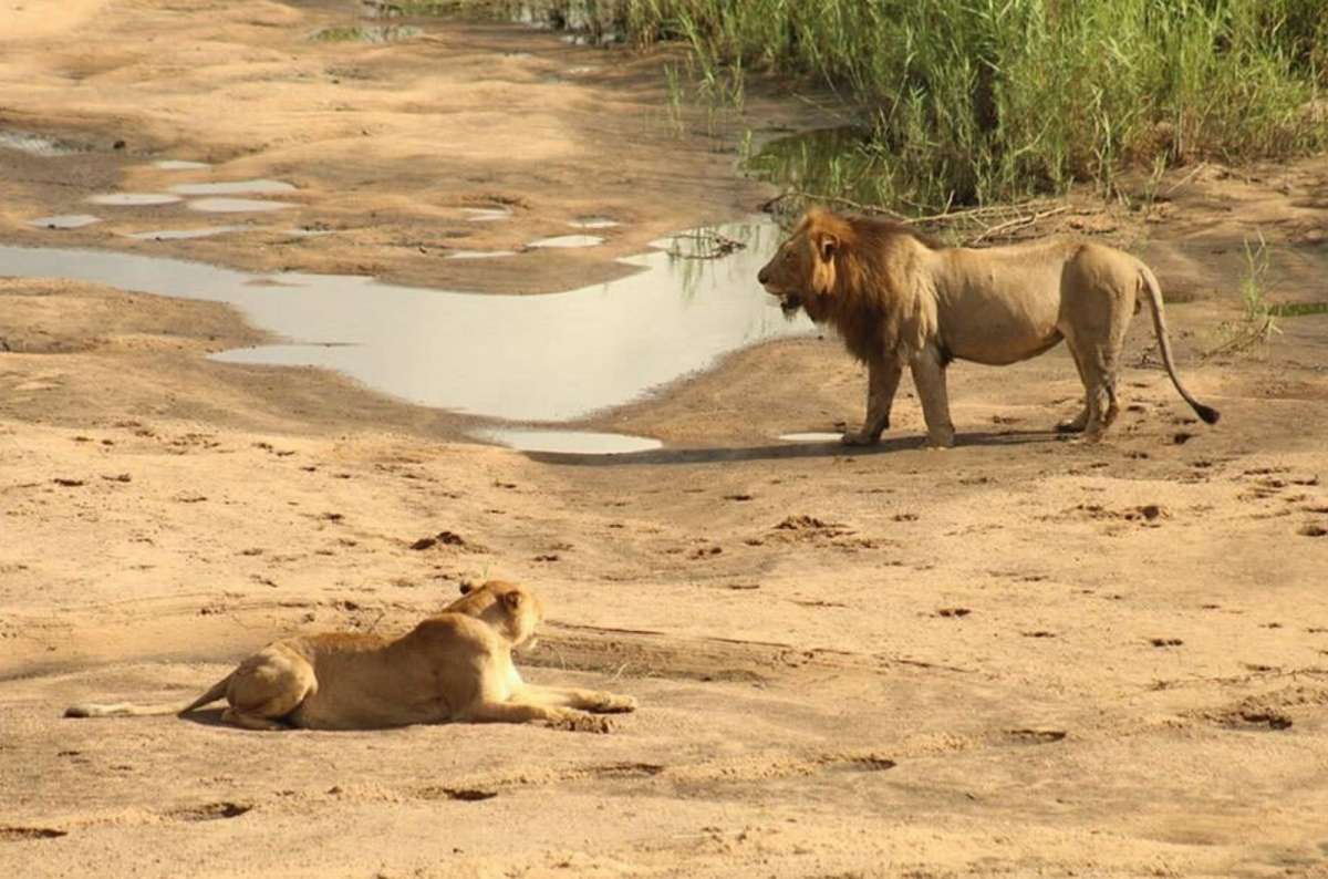 Male and female lions resting near a dry riverbed in Kruger National Park, South Africa