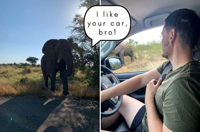 Spotting an elephant while driving in Kruger National Park, South Africa