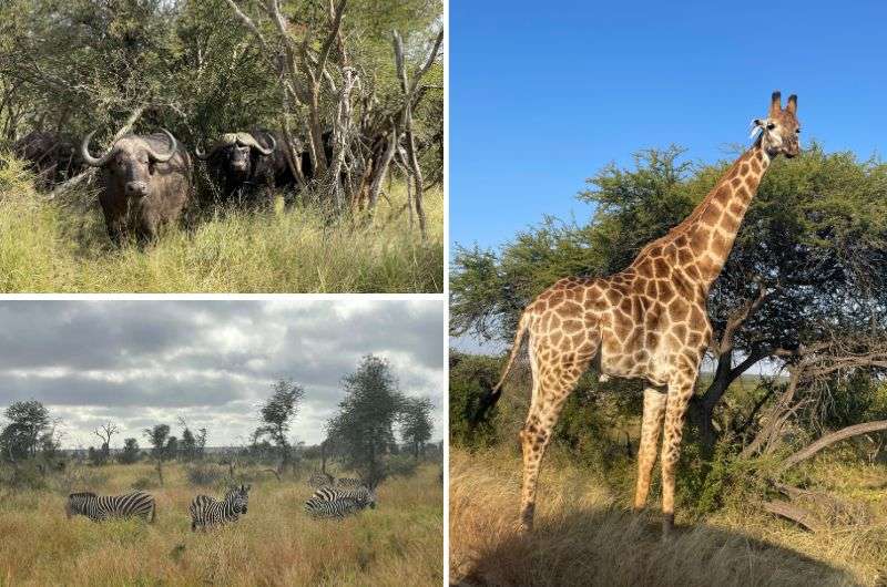 Wild animals in Kruger National Park, South Africa