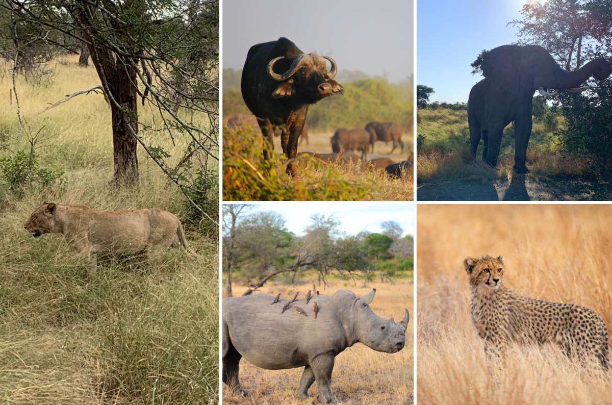 Wildlife sightings in Kruger National Park, South Africa, including a lioness, African buffalo, elephant, rhino, and cheetah in the savanna