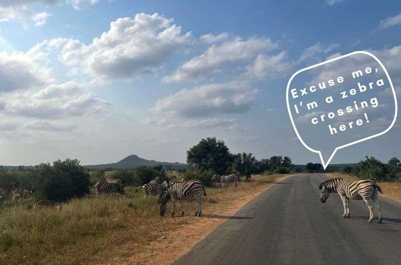 Zebra crossing the road in Kruger National Park, South Africa