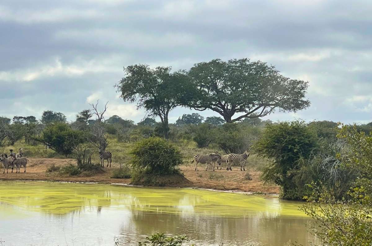 Zebras gathering around a watering hole in Kruger National Park, South Africa, photo by Next Level of Travel
