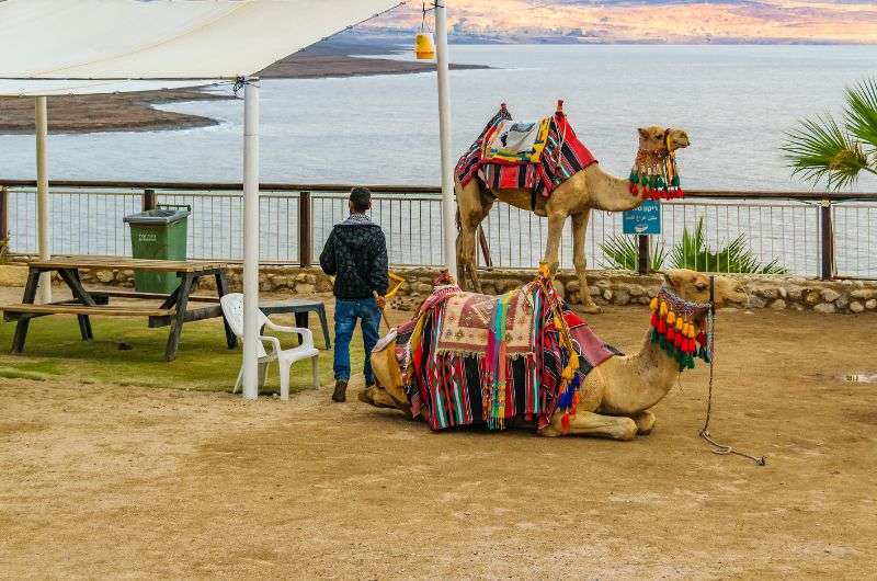 Camels at the Kalia Beach, Dead Sea in Israel