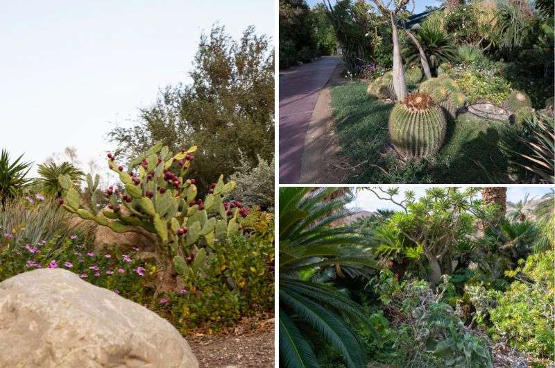 Ein Gedi Botanical Garden, Israel