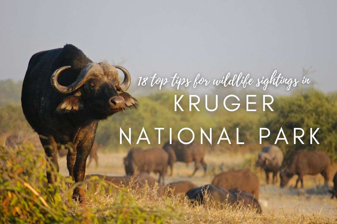 18 Top Tips for the Best Wildlife Sightings in Kruger National Park 