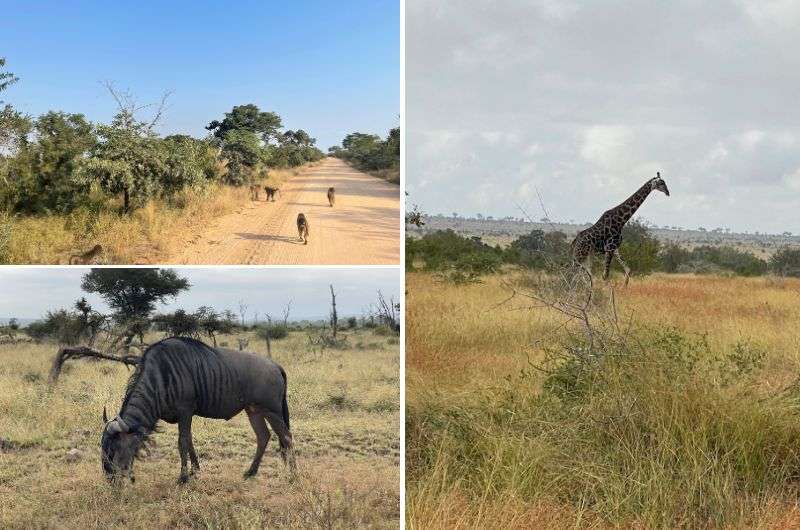 Animals in Kruger National Park, South Africa