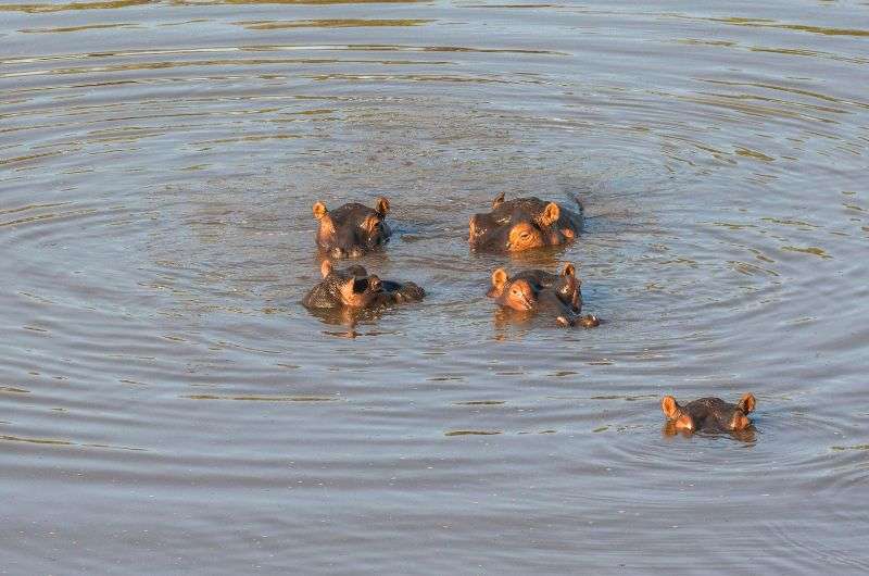 Hippos in Kruger National Park, South Africa