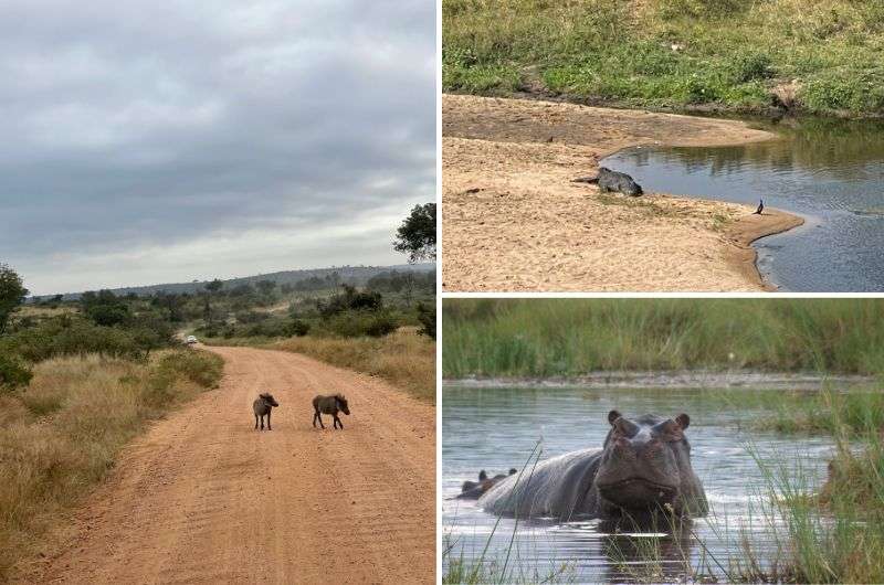 Spotting animals in Kruger National Park, South Africa